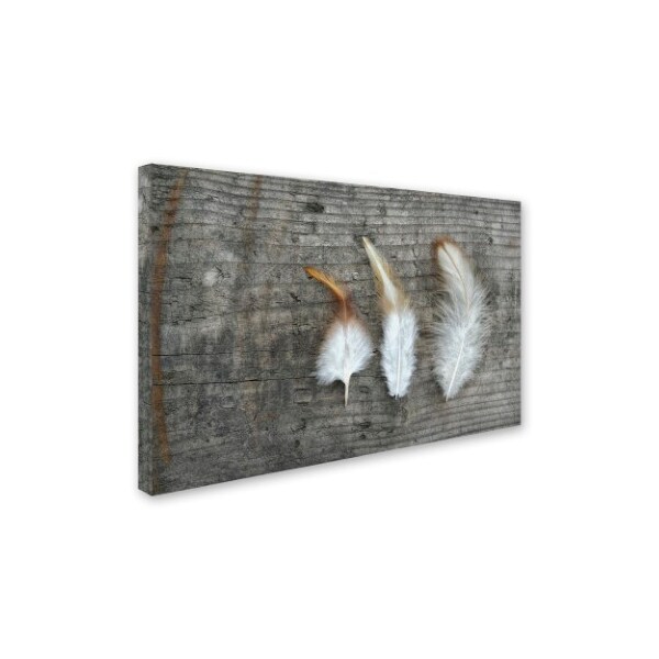 Cora Niele 'Three Feathers On Wood' Canvas Art,22x32